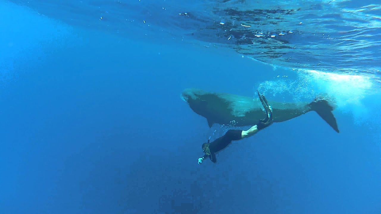 Кашалот. Freediving. Indian Ocean. Mauritius, Tamarin. Sperm whale.