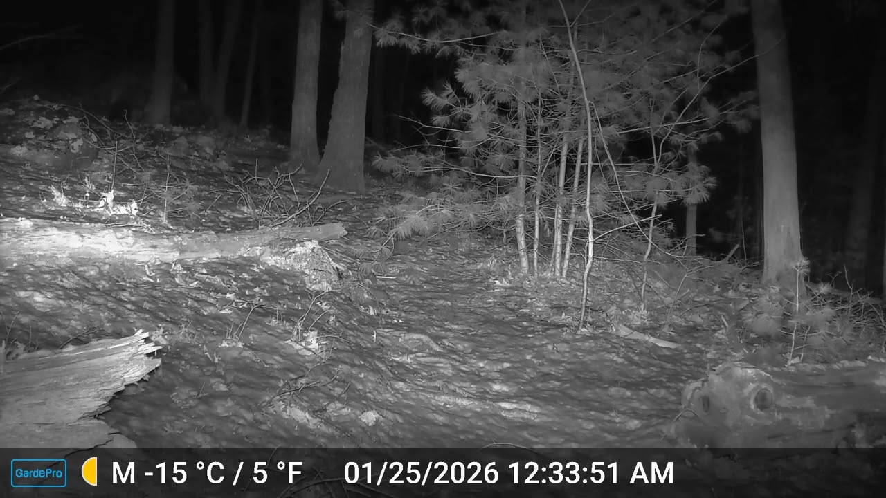 Ashland Trail Cam: 1/25/26 Raccoon