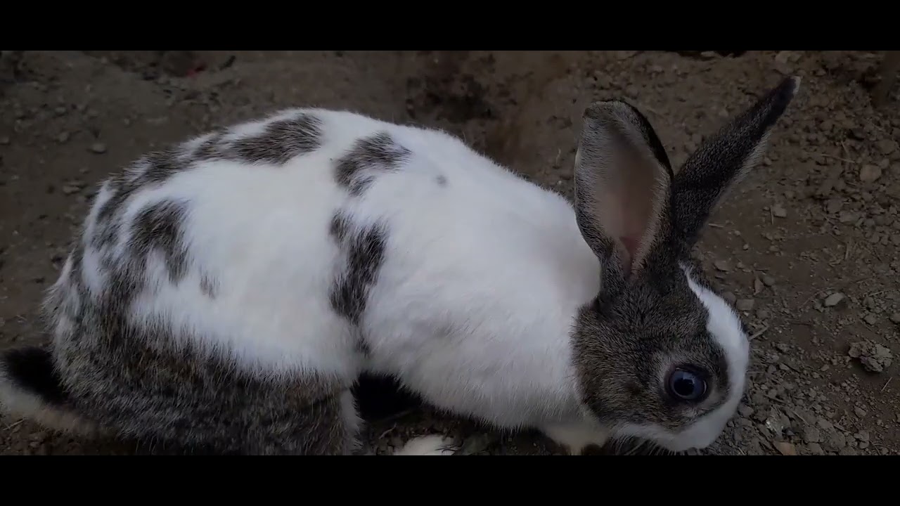 The rabbit is busy digging in the soil.