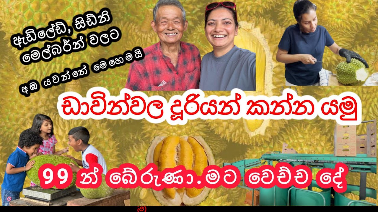 ඔස්ට්‍රේලියාවට පළතුරු බෙදන ෆාම් බලන්න යමු , ඩාවින්වල තියෙන පළතුරු 😮 #darwin @viniweerasooriya