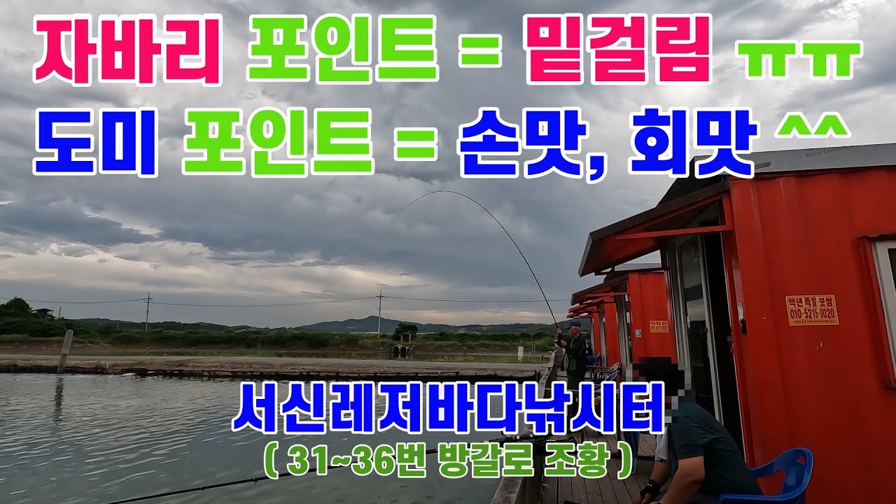 [유터낚시] 제부도 서신레저바다낚시터, 자바리와 도미 잡는 주요 방갈로 포인트, 자바리 채비는 어떻게 해야 할까요? ( Feat. 참돔,홍돔,돗돔 회맛 올림픽, 6월 20일 출조)