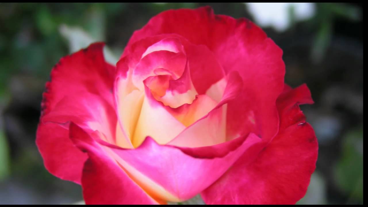 ♥♥ 