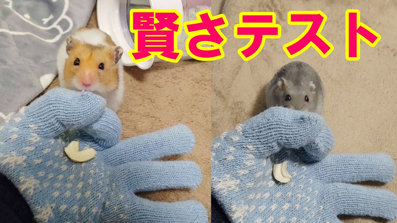 猫の賢さがわかるテストにハムスターがチャレンジした結果がヤバい