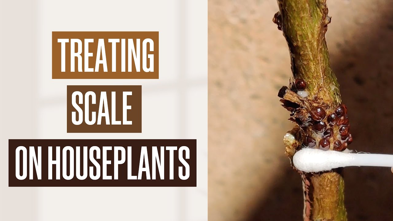 Treating Scale on Houseplants