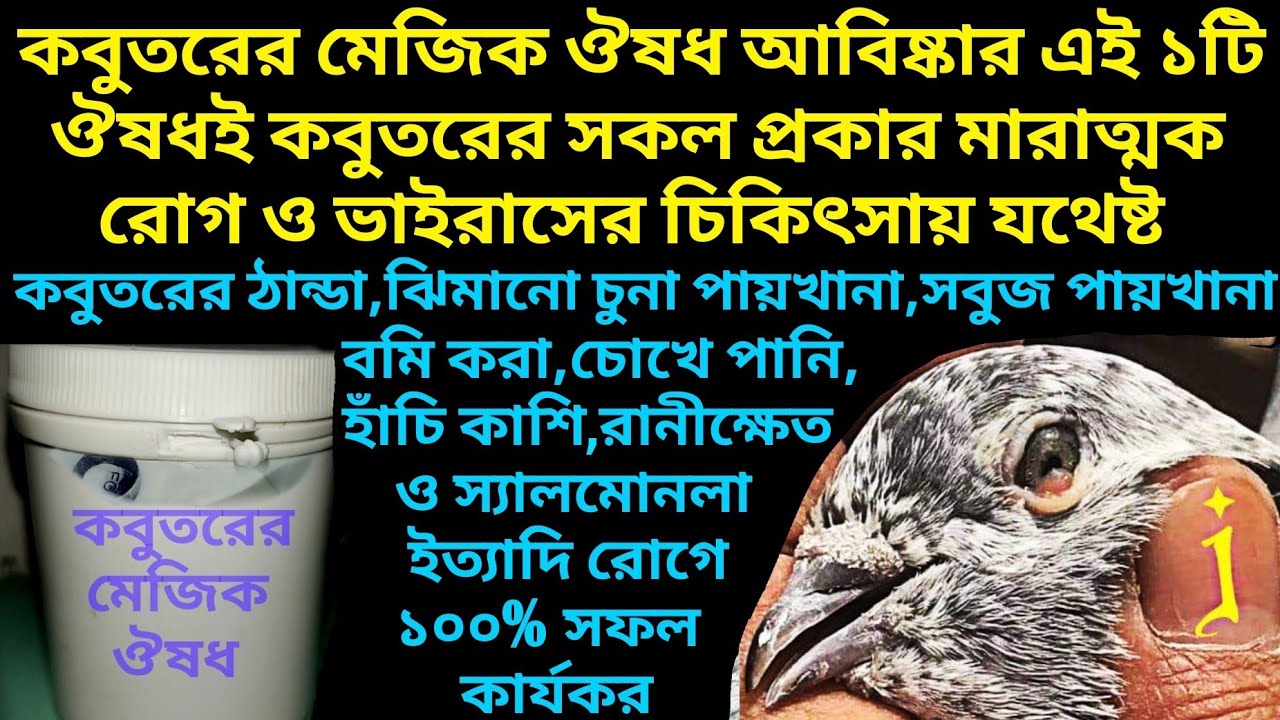 কবুতরের সকল রোগ ও ভাইরাসের চিকিৎসা কবুতরের A 2 Z #কবুতর #কবুতরের #kobutor #kobutorer #কবুতরেরচিকিৎসা