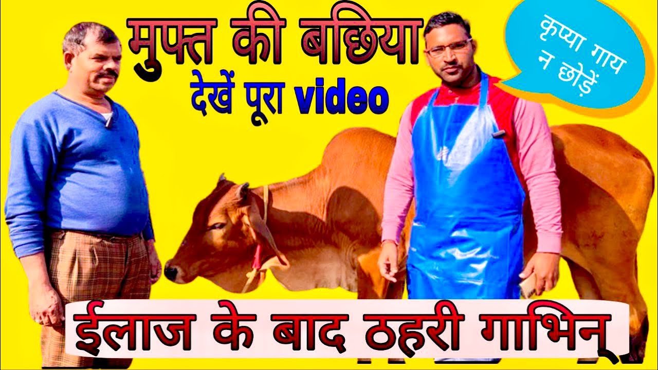 How to treat a anestrus cow | Artificial insemination | symptoms Pregnent cow | pregnency dignosis |