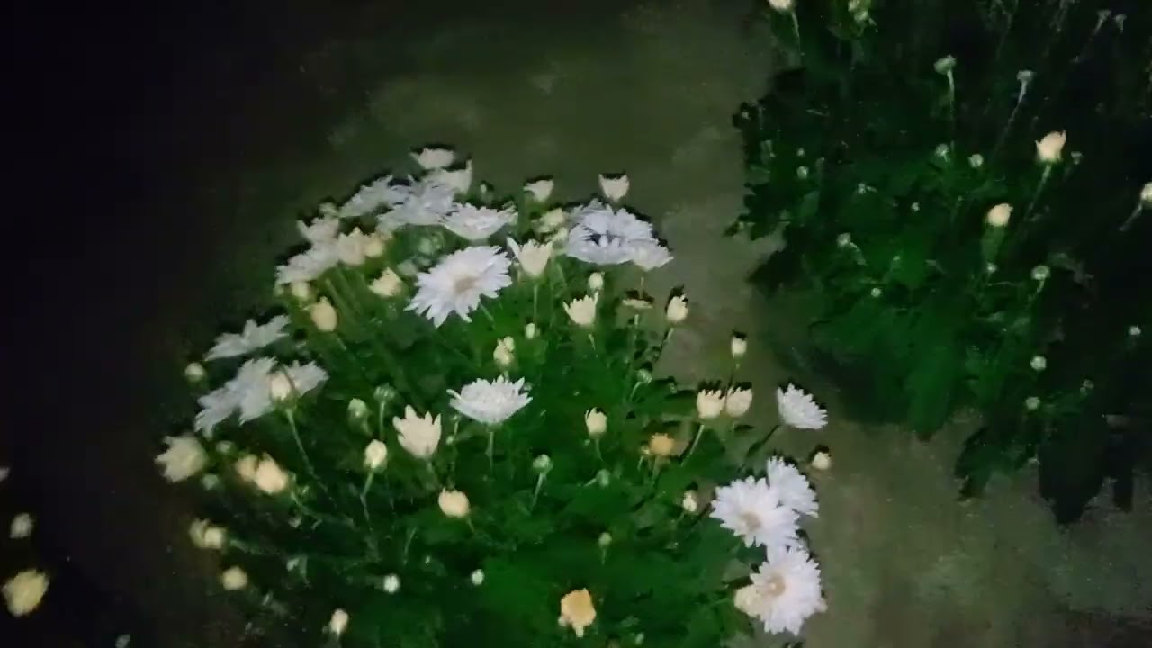 my happyness and lovelyness