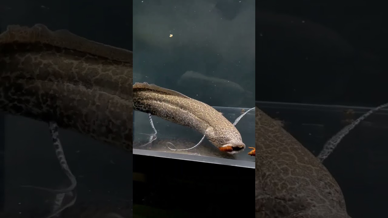 African Lungfish @shimpei_nozaki Protopterus Aethiopicus Freshwater Monster Predator Big Aquarium