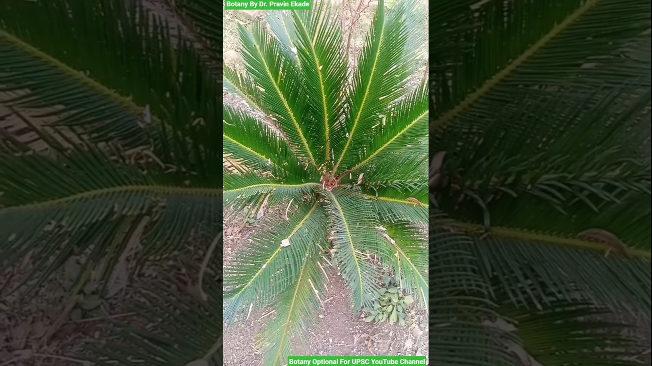 Cycas Plant - Cycadaceae Family - Gymnosperms - Xerophytic Characters of Gymnosperms - Sago Plant