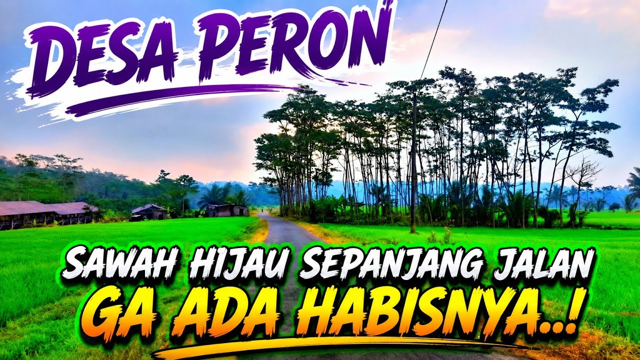 Desa Peron Limbangan, Sawah Hijau Membentang sepanjang Jalan Ga Habis-habis.