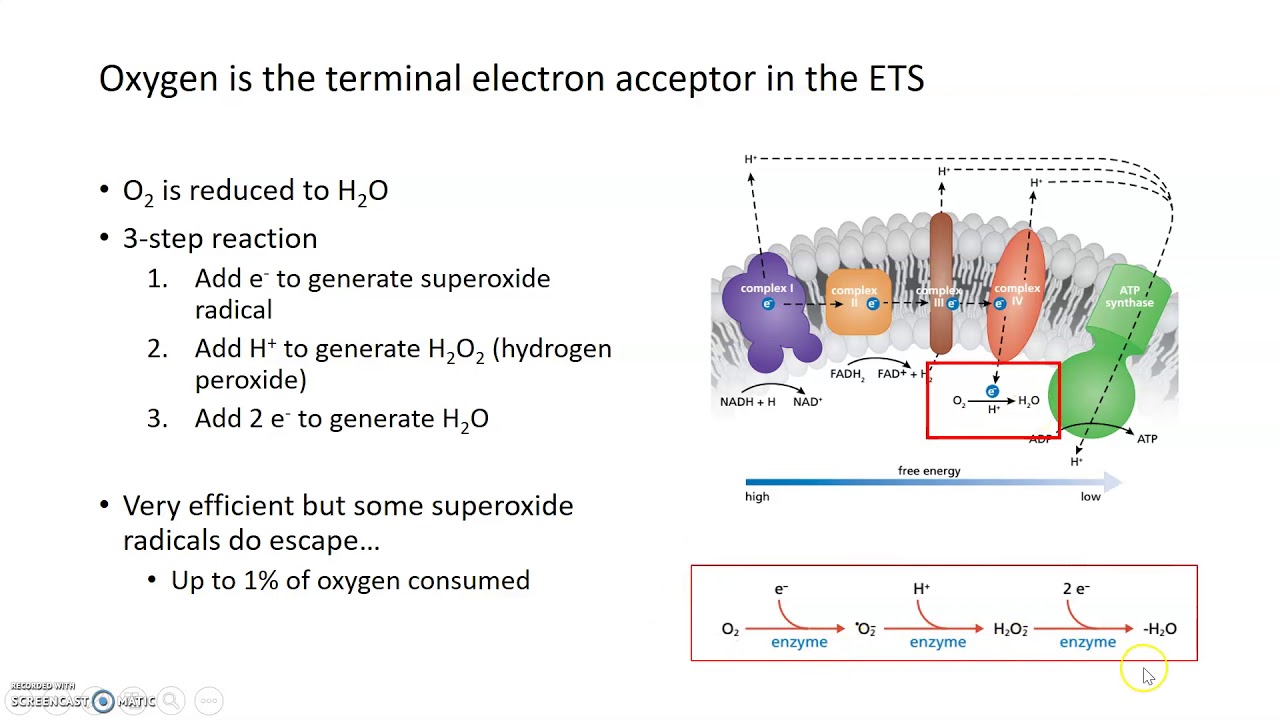 Generation of Reactive Oxygen Species (ROS)