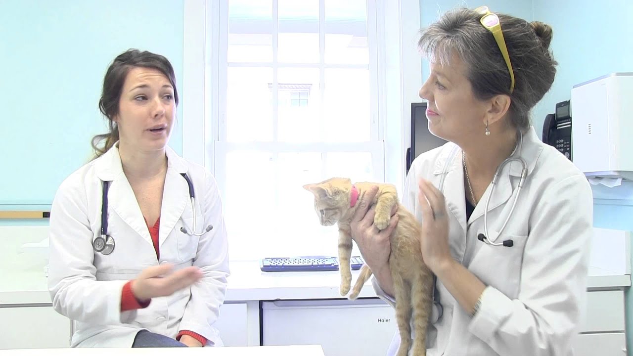 Great News for Cats with Heart Murmurs!