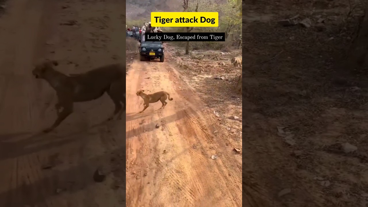 Tiger attack Dog #ranthambore #tiger