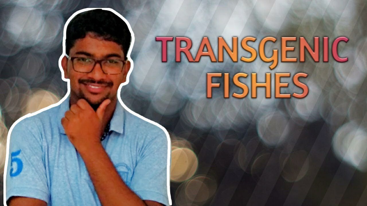 Transgenic fishes