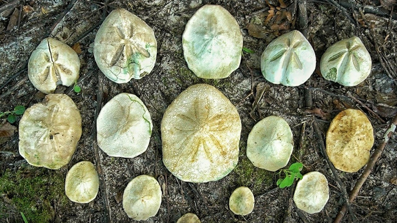 Thunderstorms, Rainbows, and Fossil Hunting! - 45 Million Year Old Sand Dollars and Sea Urchins!