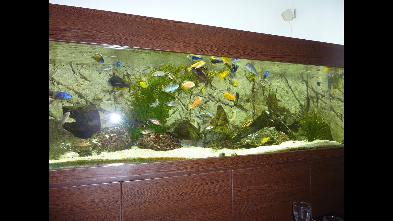 Mixed Malawi Fish Tank Aquarium
