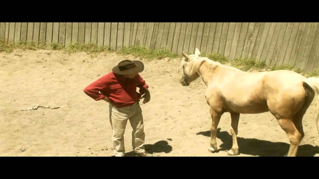 Horse Whispering Wildlife Man