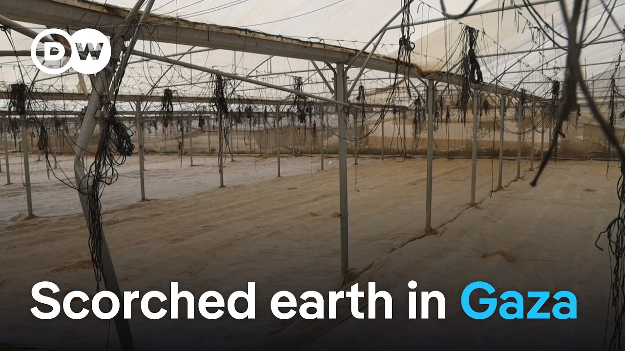 Destruction and agricultural collapse: Ecocide in Gaza? | DW News