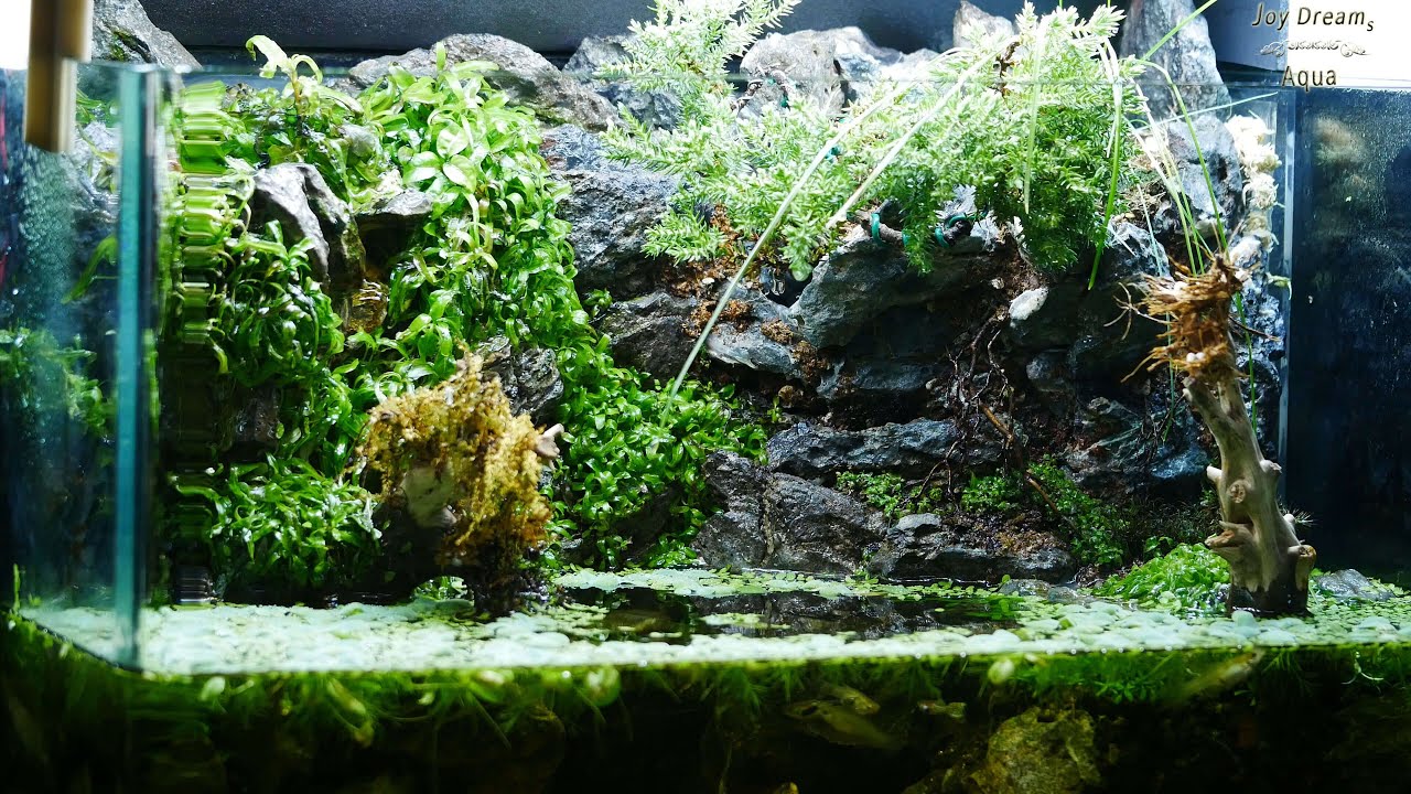 Paludarium turtle tank DAY 120 / 팔루다리움 거북이 키우기 어항 열대어 합사 운영 120일