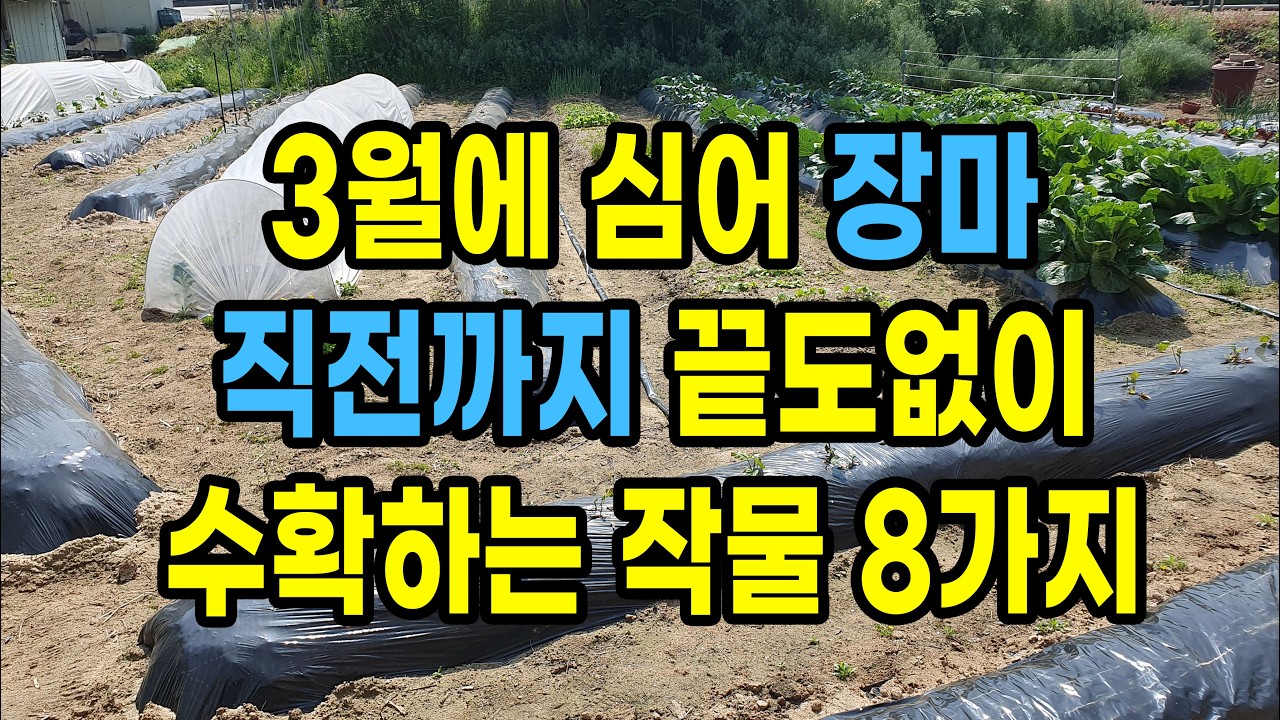 3월에 심으면 장마 직전까지 끝도없이 수확해 먹을 수 있는 작물 8가지