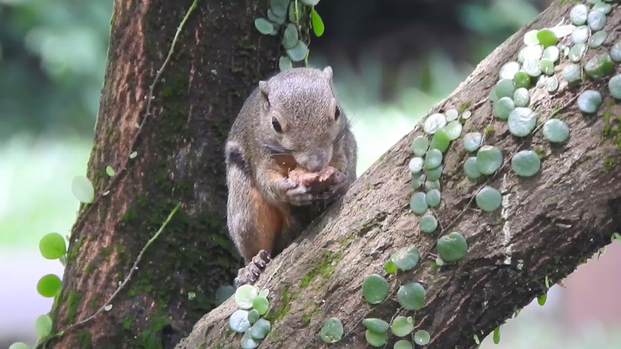 Squirrel Munching