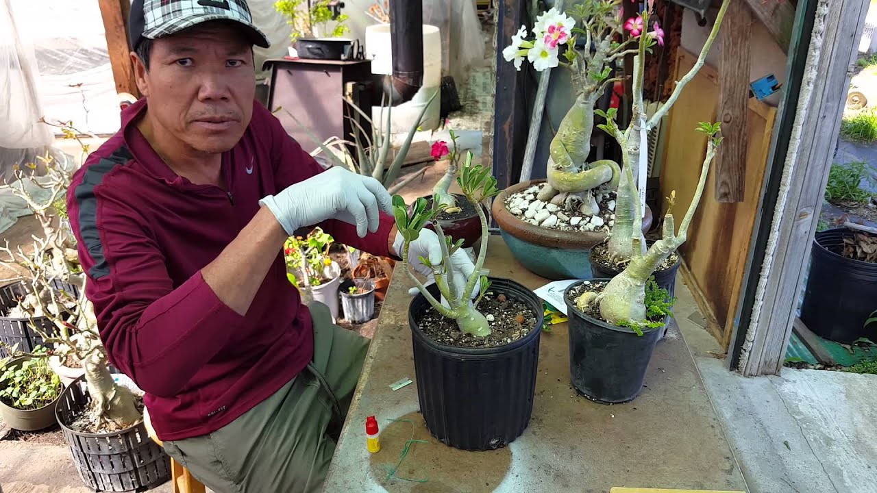 How to - Grafting Adenium Desert Rose Technique Part 1