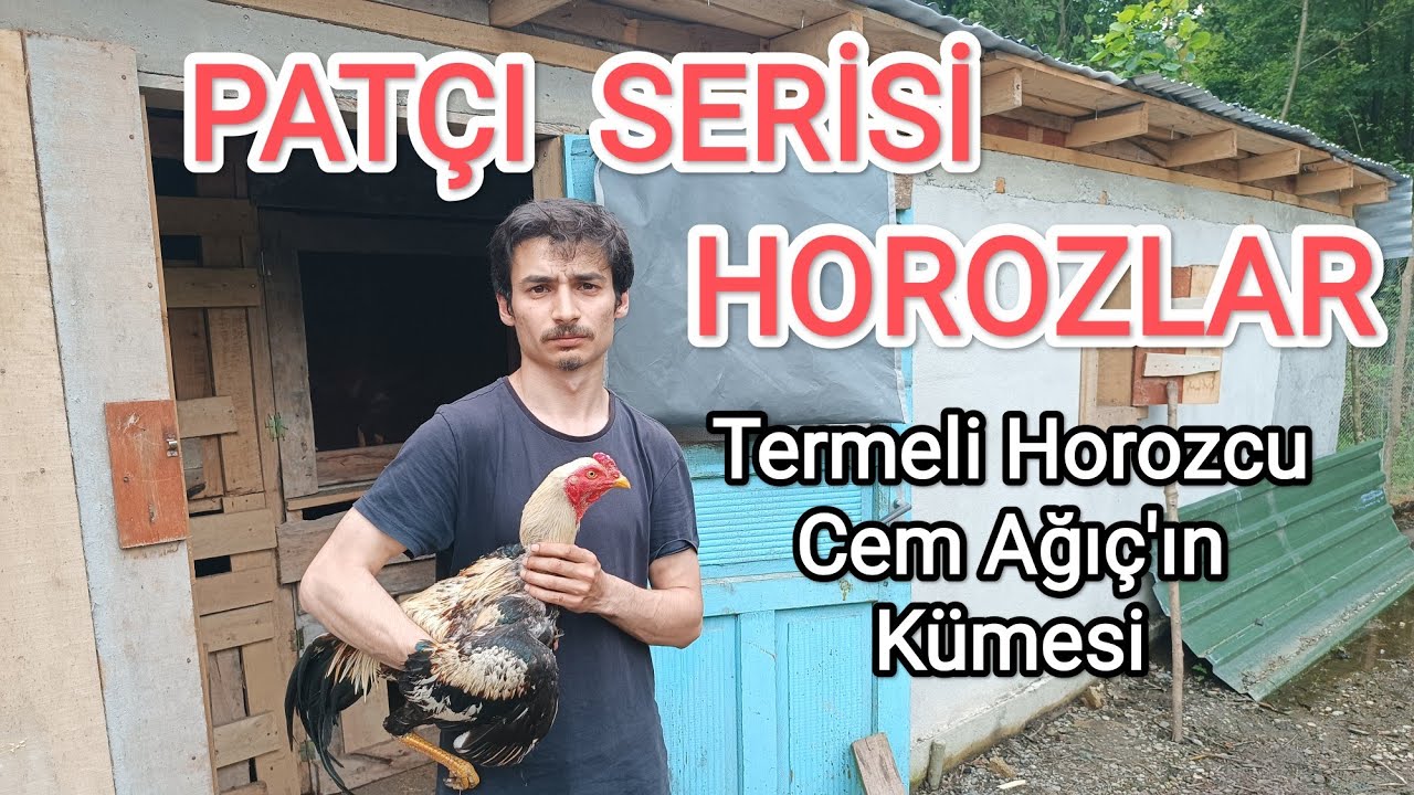 Patçı Serisi Horozlar. Termeli Horozcu Cem Ağıç'ın Kümesi