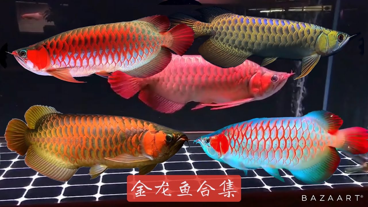 金龙鱼合集 Asian Arowana