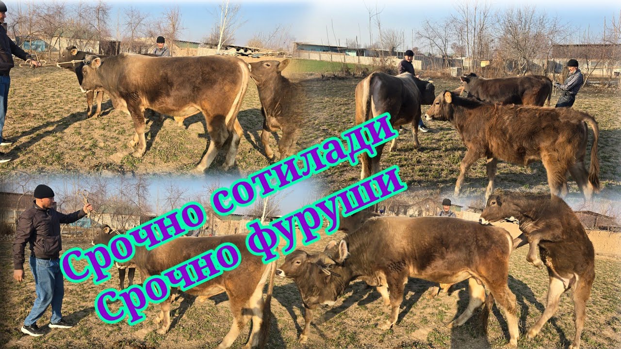 СРОЧНО 2 ДОНА ПАРОДАЛИ БУҚАЧАЛАР СОТИЛАДИ УСПЕТ КАДИ ГРИФТИ 😱😱😱😱😱😱😱😱😱😱😱