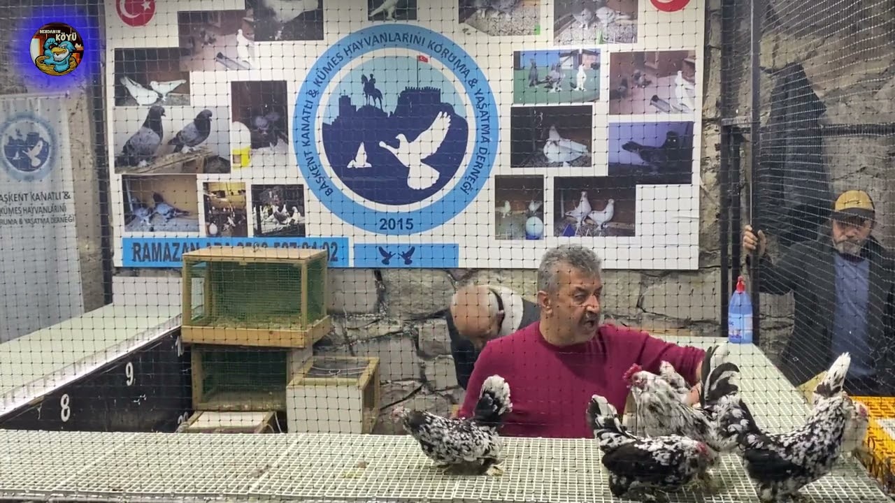 Ankara Tavuk Mezatı   ihale 2023 36