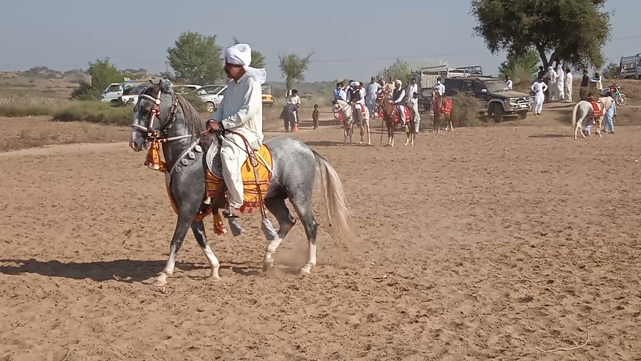 Beautiful horse in at Darkali Neza bazi