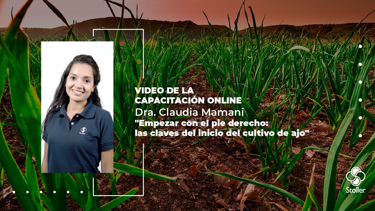 Empezar con el pie derecho: las claves del inicio del cultivo de ajo.