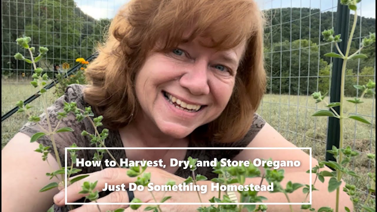 How to Harvest, Dry, and Store Fresh Oregano!!