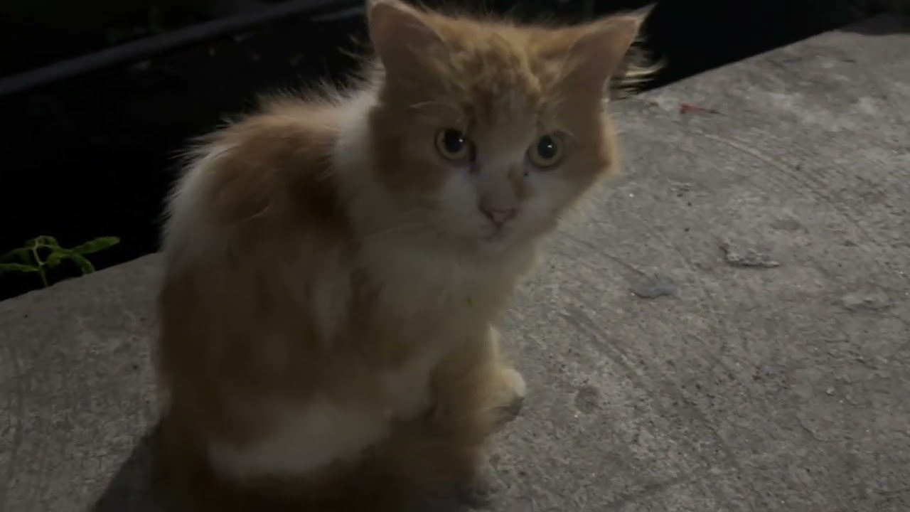Kucing Lucu Berantem 