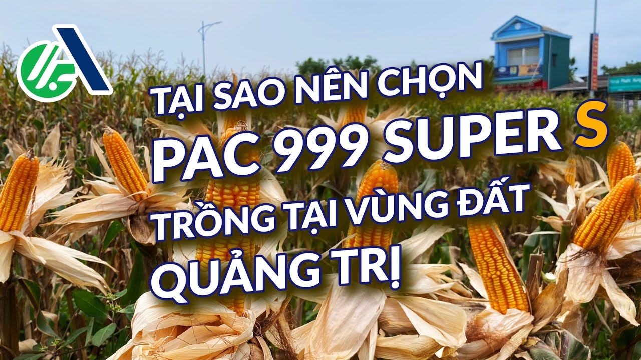 VÌ SAO NÊN CHỌN PAC 999 SUPER S TRỒNG TẠI VÙNG ĐẤT QUẢNG TRỊ