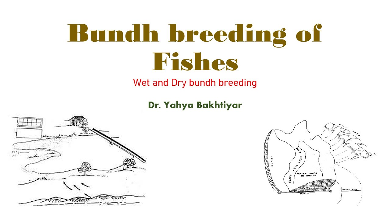 64 Bundh breeding of Fishes|Dry Bundh|Wet Bundh|Collection of Spawn
