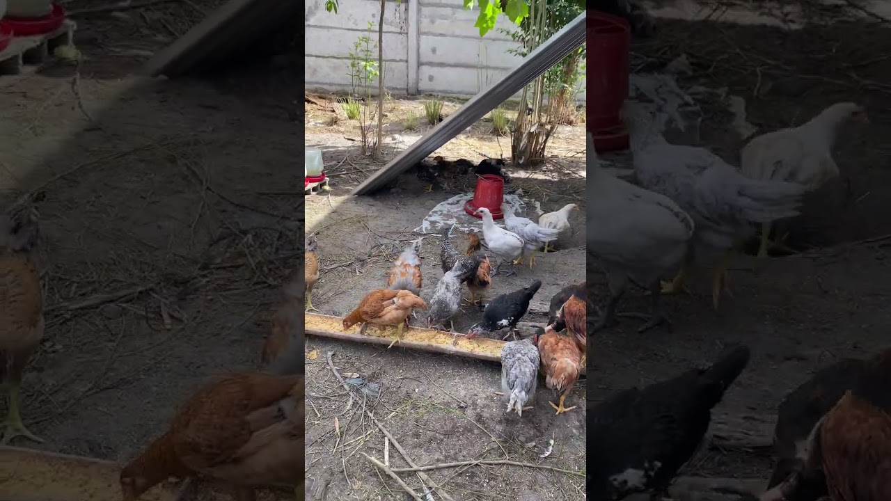 300 SQM NA MAY 500 HEADS