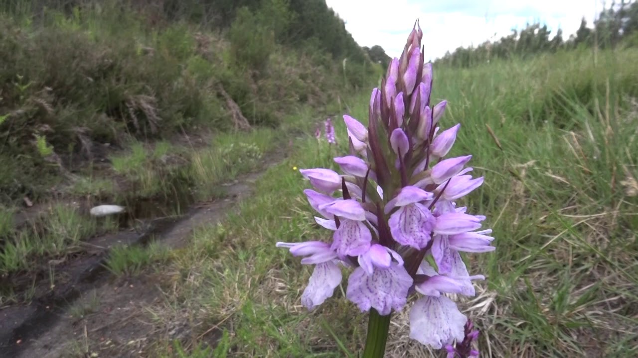 Orchis des bruy&egrave;res Dactylorhiza maculata ericetorum