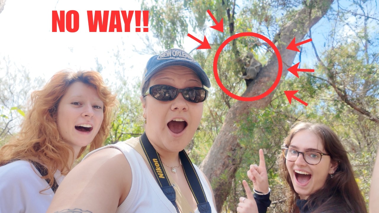 don't EVER try to cuddle a koala.