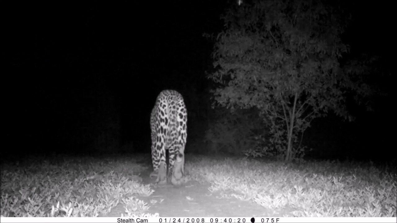 Shompole Wilderness Wildlife