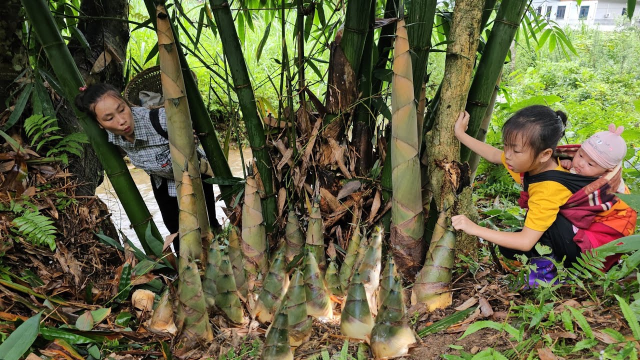 3 days to harvest 3 baskets of bamboo shoots to sell with my daughter - farm life | Tương Thị Mai