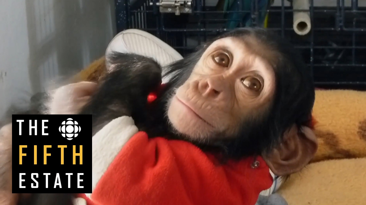 Saving Manno the chimp - the fifth estate