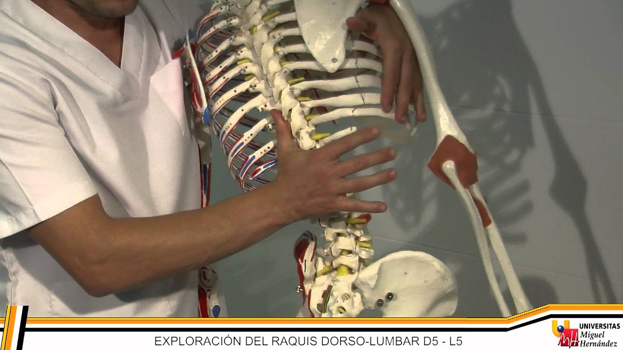 UMH - Terapia Manual I: RAQUIS CERVICAL - DORSAL - LUMBAR
