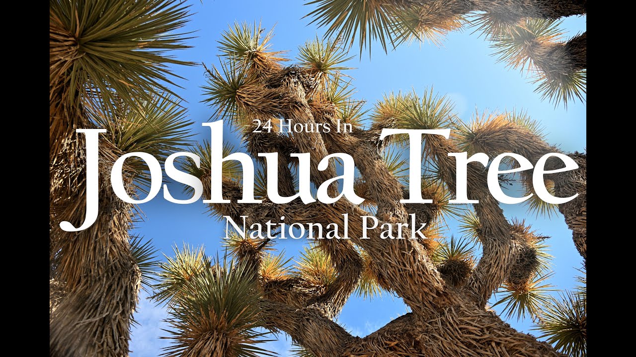 24 Hours in Joshua Tree National Park