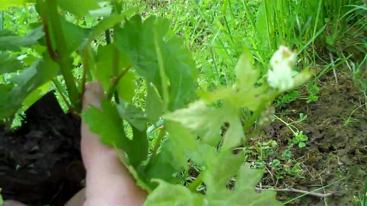 Debudding