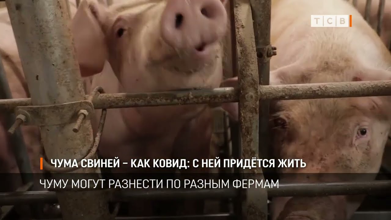 Чума свиней – как ковид: с ней придётся жить