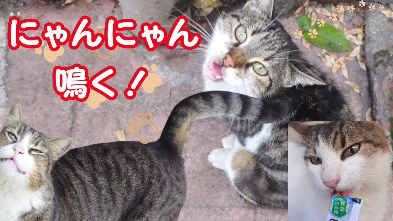 猫との散歩、あれ？猫の数が増えてる！沢山の猫に囲まれお強請りされる！ ♯2
