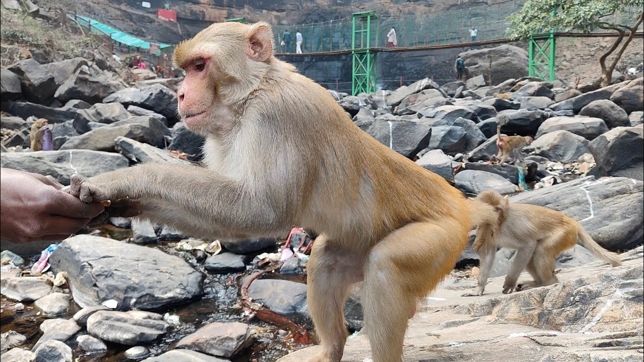 This Monkey Is Too Funny 😂🐒Cutest Monkey Moments You’ll Ever See