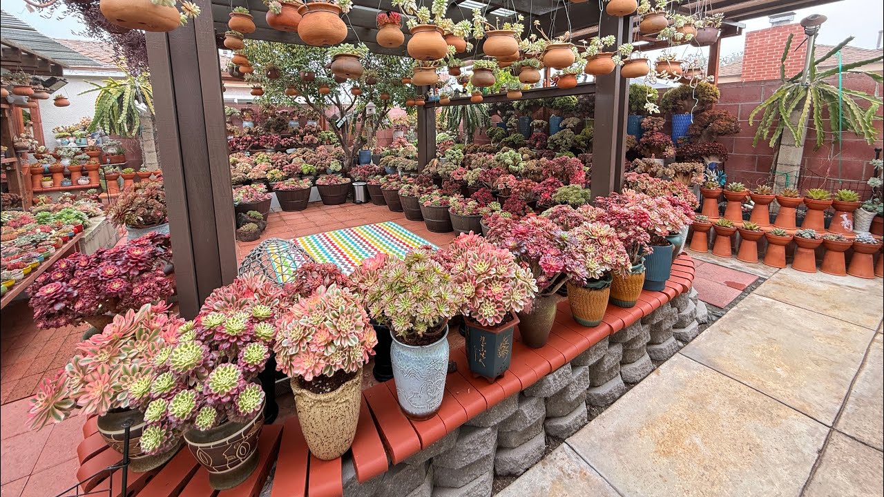 Succulent Garden Decoration Idea- Vườn Sen Đá Aeonium Khoe Sắc Trong Nắng Xuân - Video #69