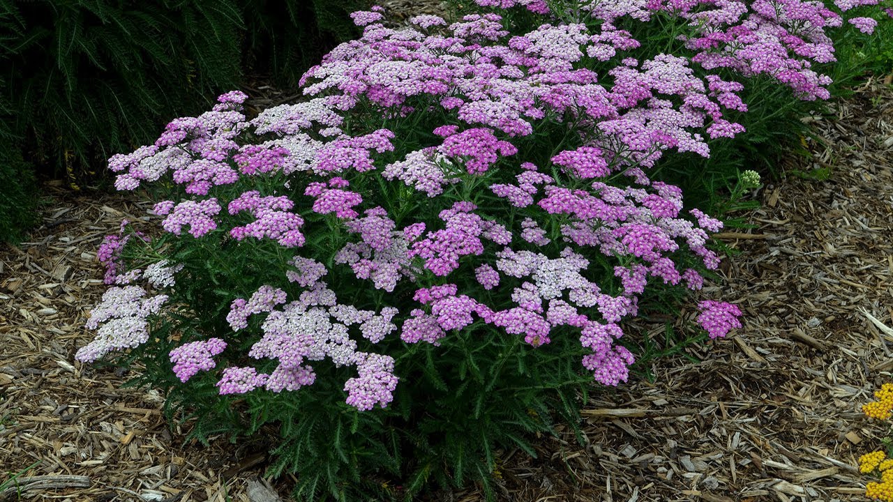 Series Of The Week December 9 - 15: Firefly Yarrow (Updated to 30% Off)